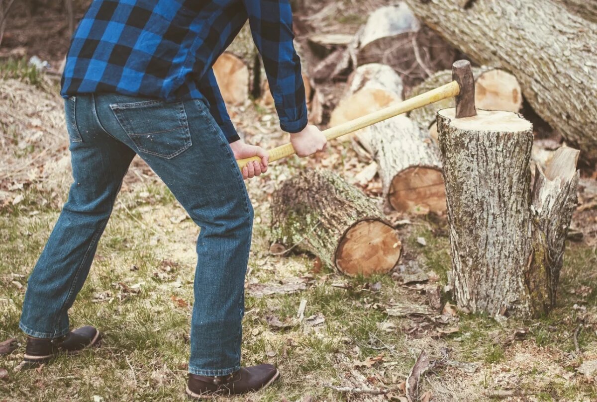    Жителя КБР уличили в незаконной рубке 14 дубов