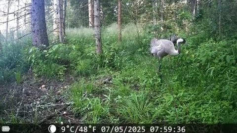 Пара серых журавлей в Редькино 2 фото фиксация 05.07.2025