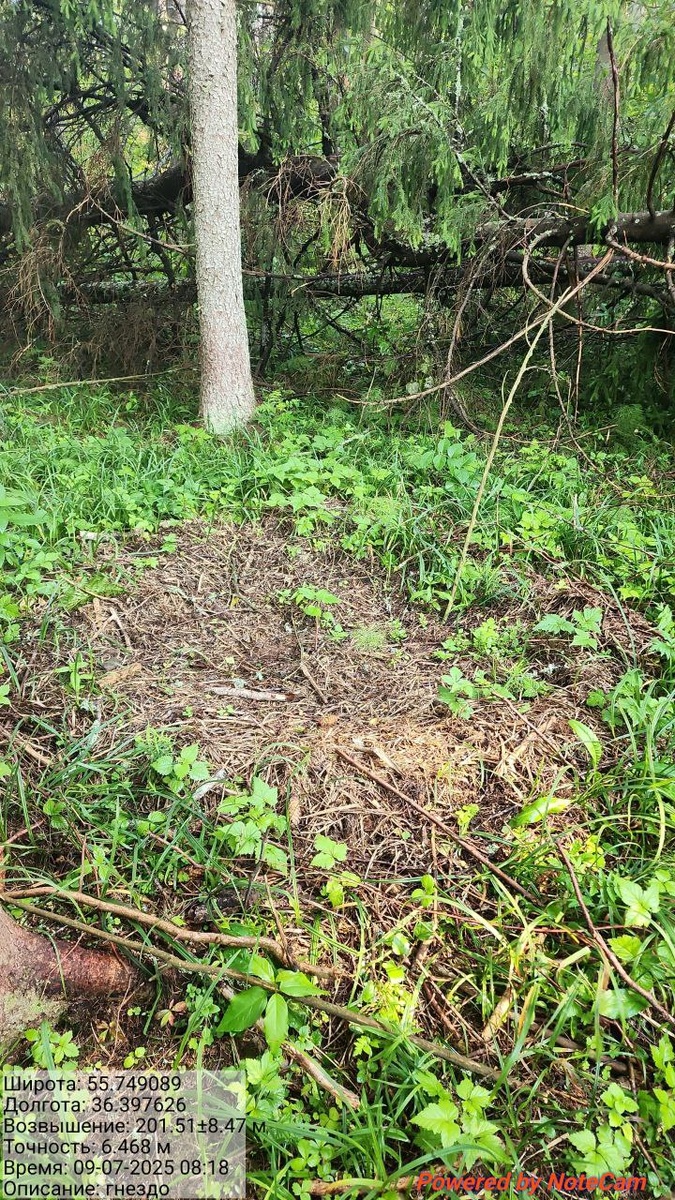 Старое гездо серого журавля, что доказывает: они гнездяться здесь не первый год