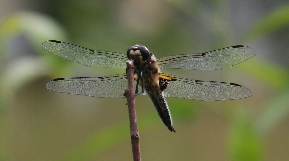     Источник: wikimedia.org