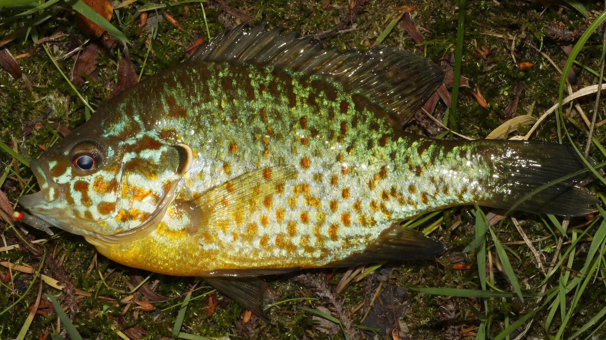     Автор: wikimedia.org