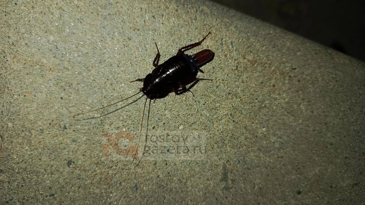     Источник: rostovgazeta.ru