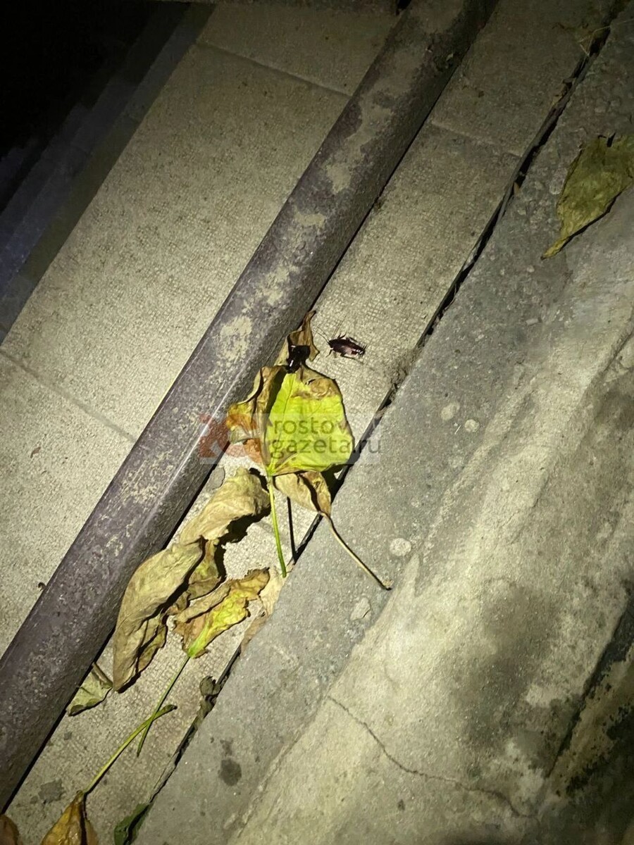     Источник: rostovgazeta.ru