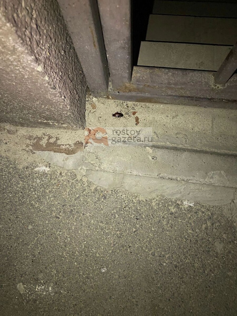     Источник: rostovgazeta.ru