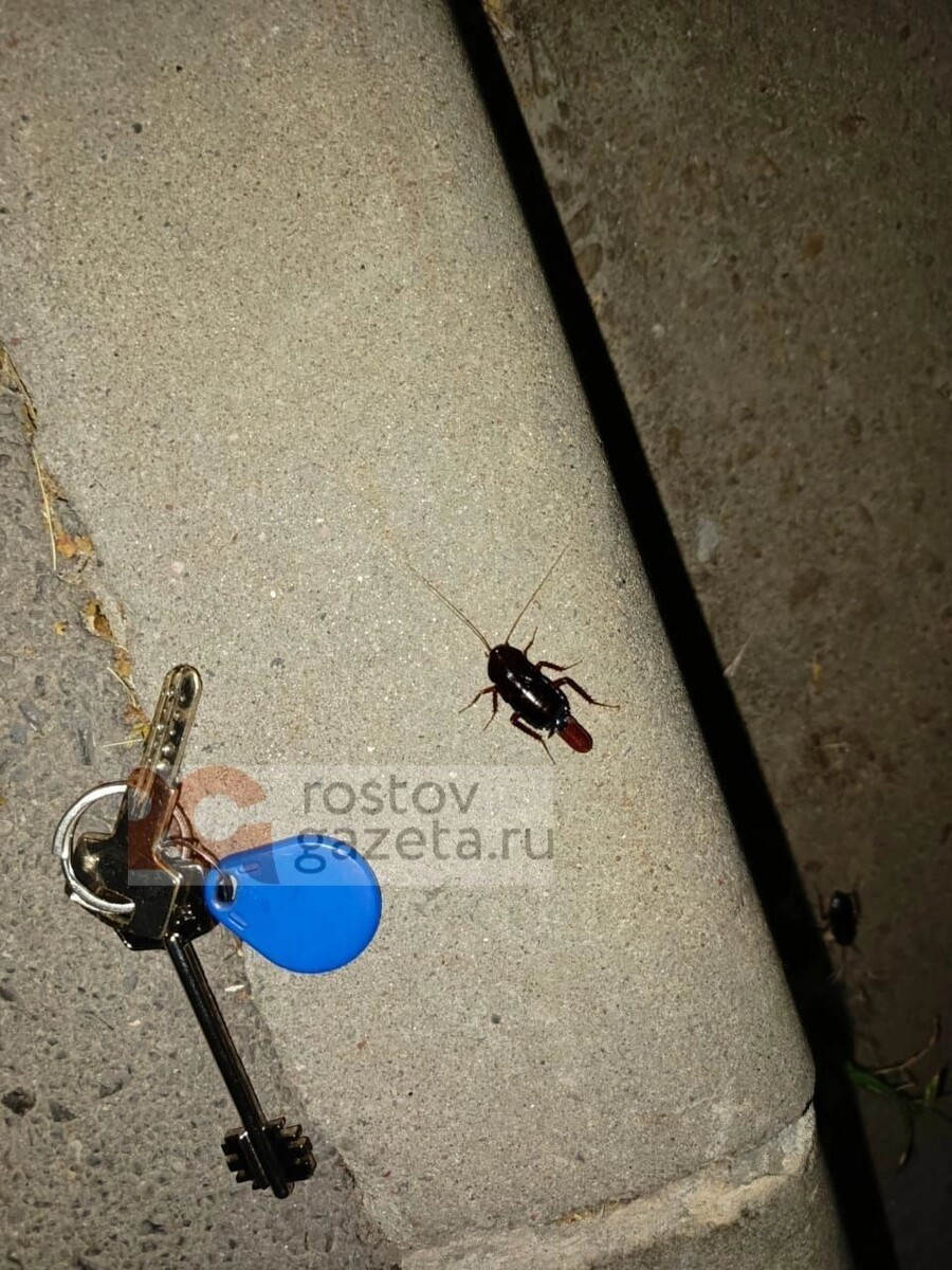     Источник: rostovgazeta.ru