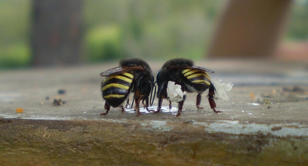 Безжальные но не беззащитные пчёлы