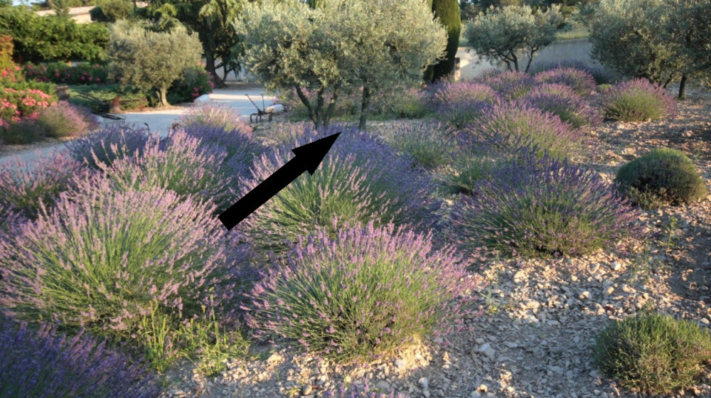    Запах лаванды: архитектурное вдохновение Крыма