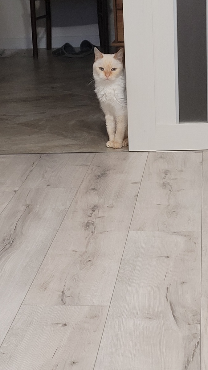 Кушать дай!