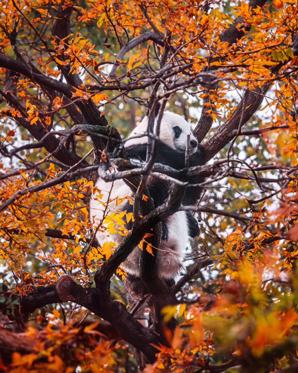 Автор: Алексей Моисеев / @partyzzzan