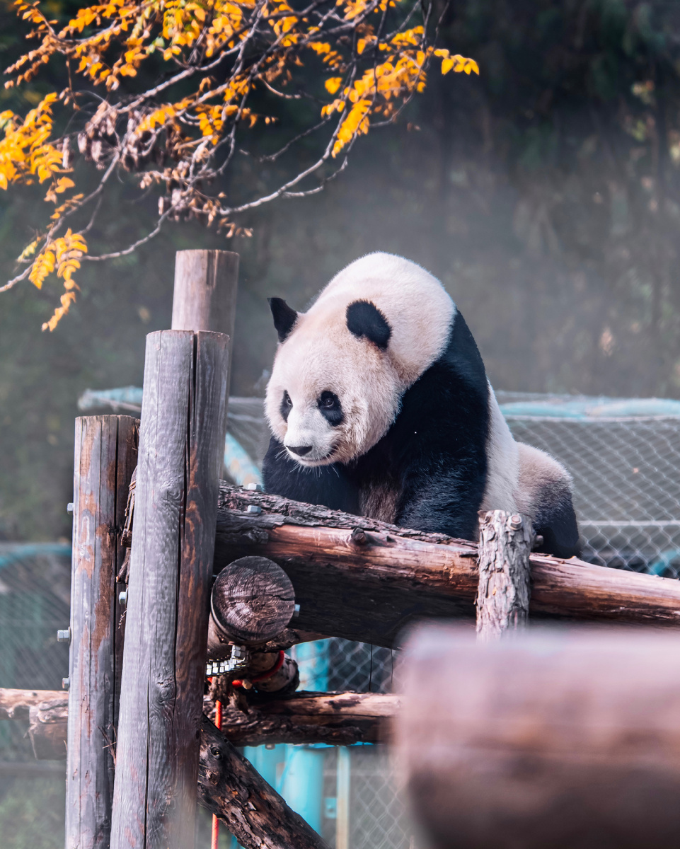 Автор: Алексей Моисеев / @partyzzzan