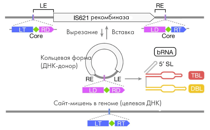 Формирование bridge RNA

Когда мобильный генетический элемент IS110 выходит из своего положения в геноме, его концы сближаются и соединяются вместе, образуя замкнутый круг. Это событие называется эксцизия (вырезание), и в ходе него в составе кольцевой ДНК формируется также активный промотор. С этого-то участка и начинается считывание ДНК-последовательности с элемента IS110 (транскрипция), результатом чего и становится «мостиковая» РНК. Расшифровка сокращений: LE — левый конец, RE — правый конец, LT — левая мишень, RT — правая мишень, LD — левый донор, RD — правый донор, SL — шпилька (stem loop), TBL — target binding loop (петля, связывающая мишень), DBL — donor binding loop (петля, связывающая донор), bRNA — мостиковая РНК.