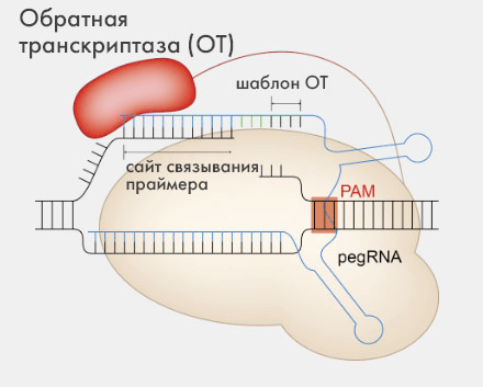 Общая схема редактирования с помощью PE

Нуклеаза Cas9n, садясь на геномную ДНК, разрезает одну из ее цепочек, после чего обратная транскриптаза по шаблону pegRNA достраивает оборванную цепь, приводя к ее восстановлению (но уже с новым геном). Дальнейшие событие разворачиваются в зависимости от типа используемого PE (см. пояснение в тексте ниже). Расшифровка сокращений: PAM — protospacer adjacent motif; pegRNA — prime editing guide RNA.