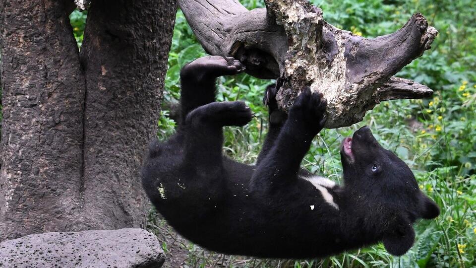 Фото: © РИА Новости/Виталий Аньков