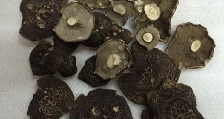    Фото: Россельхознадзор по Кировской области, Удмуртской Республике и Пермскому краю