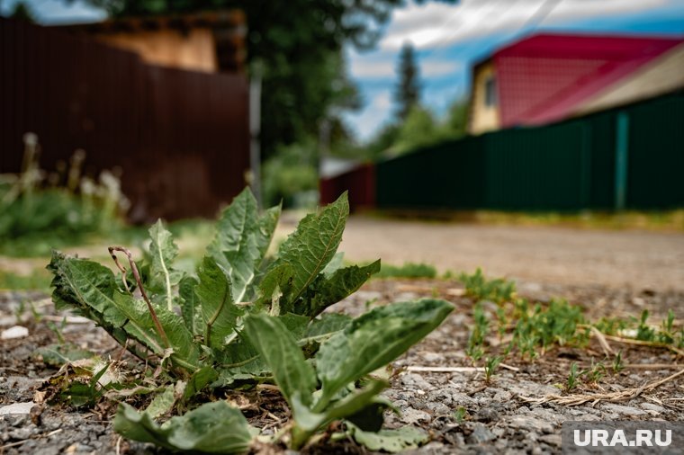  Какие химикаты опасны для дачи: советы садовода  📷

