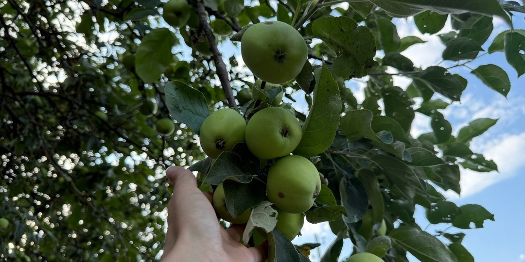 "Яблони скажут спасибо": лучшая подкормка в июле для крупных, сладких и сочных плодов