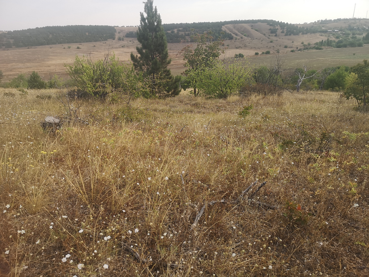 Эта сосна - самосев. Ещё лет 10-20 и может появиться вполне себе большой естественный сосняк