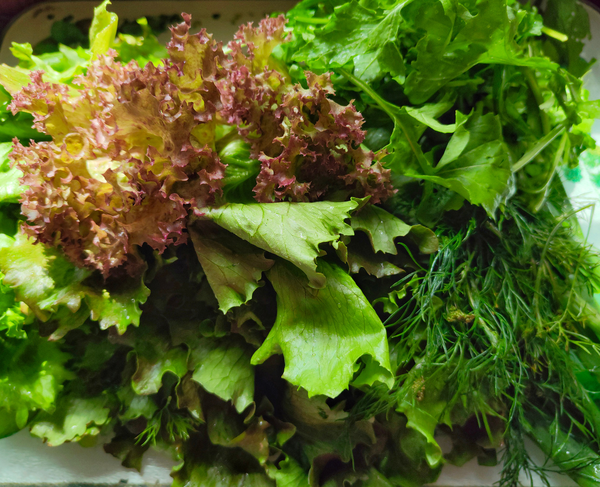 Несколько сортов зелёного салата, руккола, укроп... И это только на салат к обеду. 