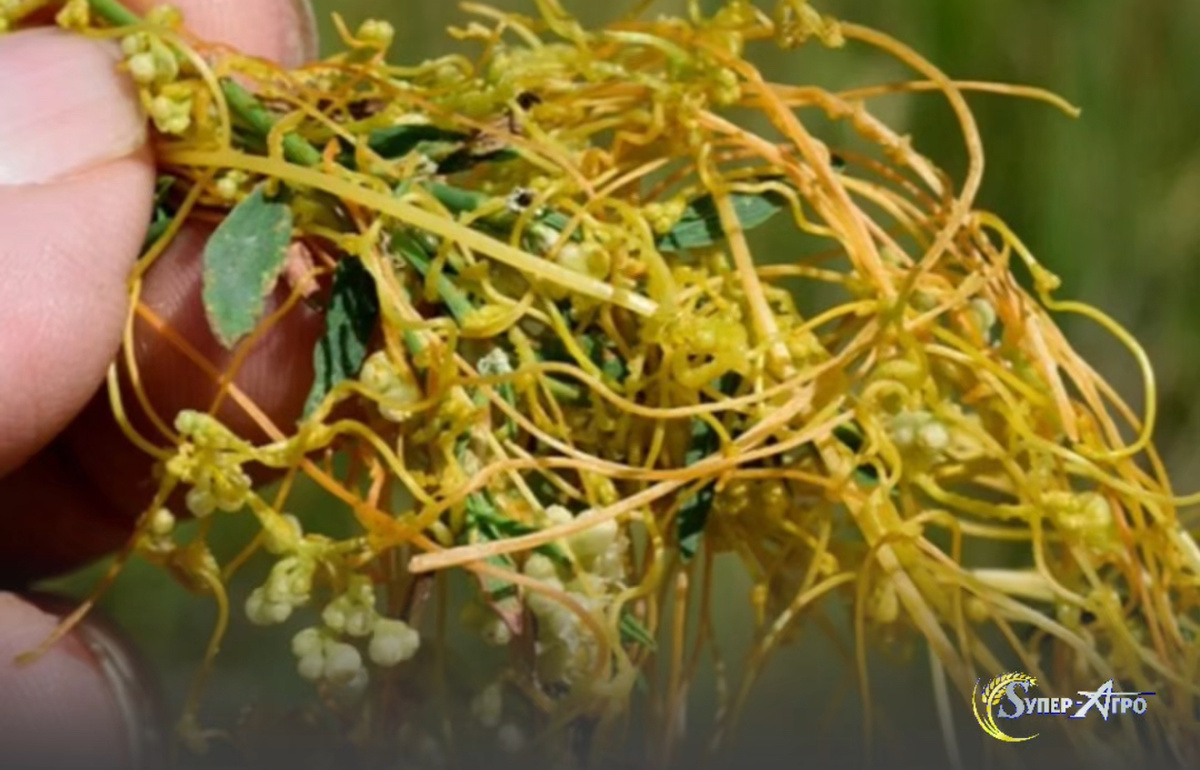 Сорняк ПОВИЛИКА