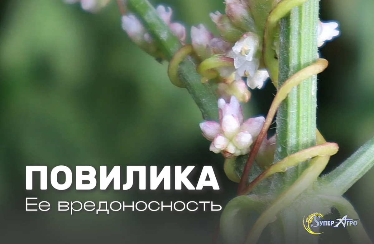 Сорняк Повилика