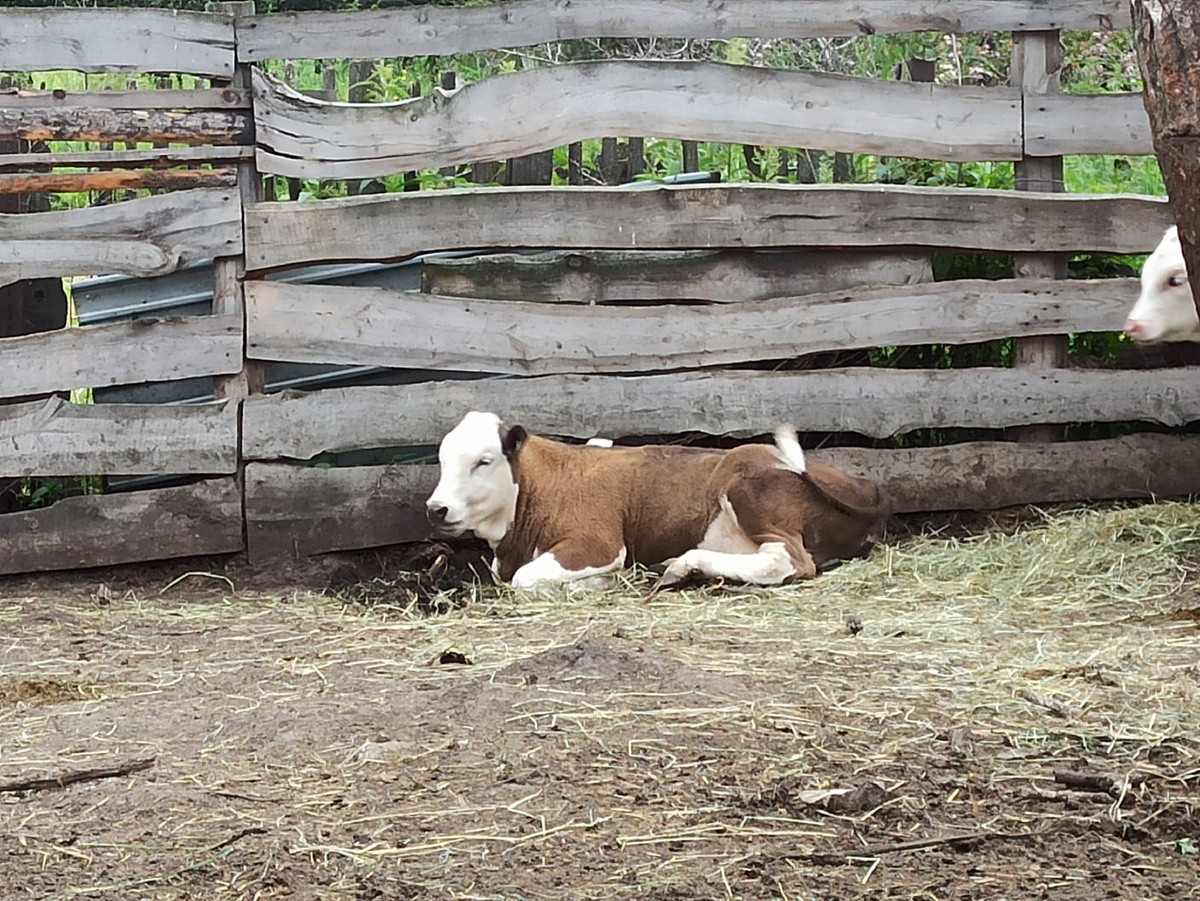 Шоколадка. Та, что в этом году может позволить себе молока "от пуза"