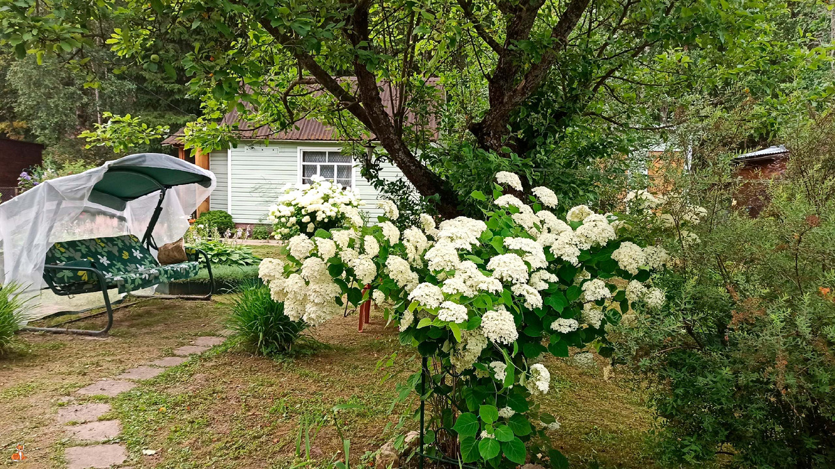 Любимая гортензия в этом году просто шикарная🥰