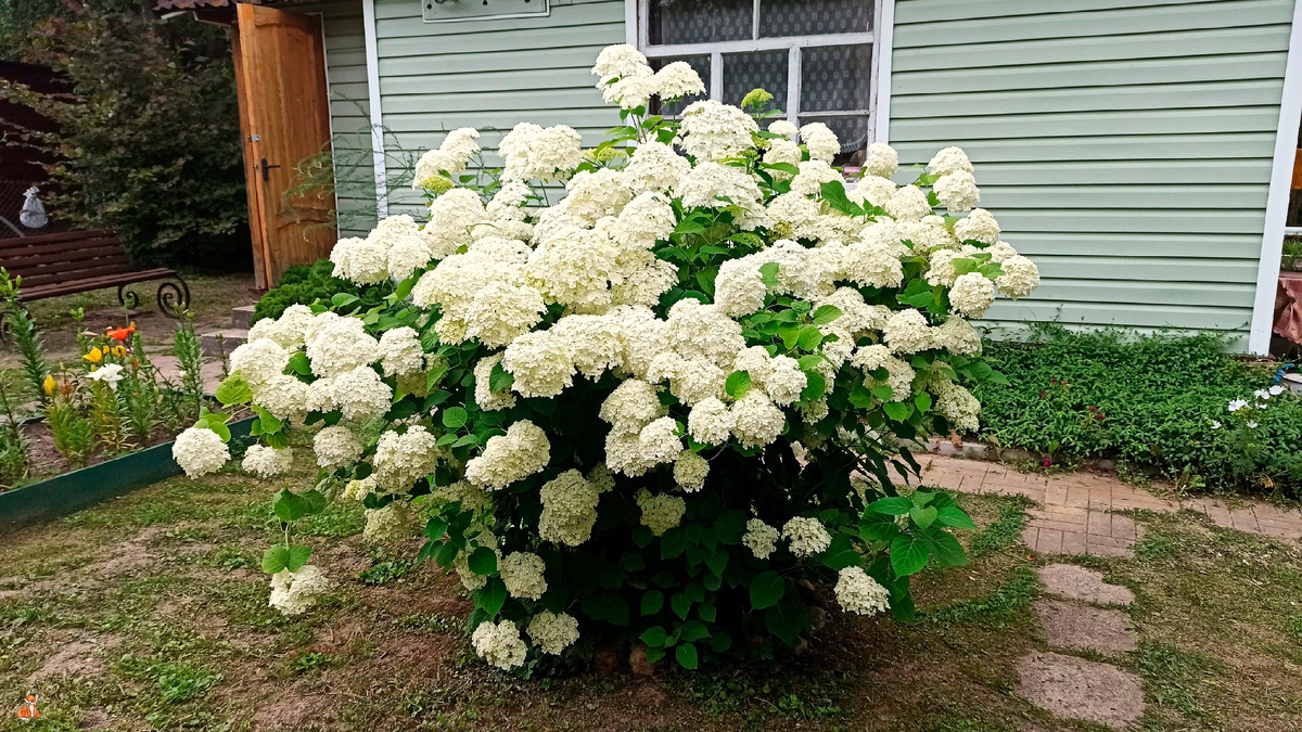 Куст гортензии