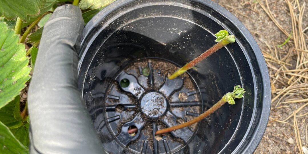 Придумала удобнейший способ укоренения усов клубники + рецепт от вредителей