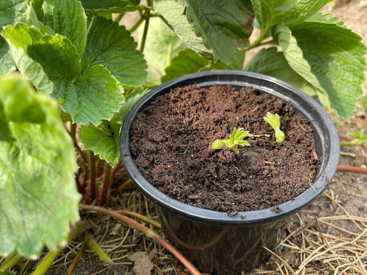 Мой способ размножения усами. Фото автора