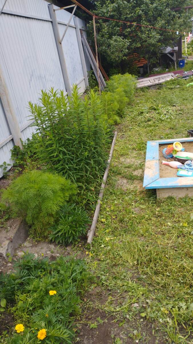 Покосили и пропололи.