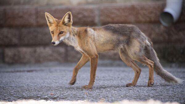    © РИА Новости Крым . Дмитрий Макеев