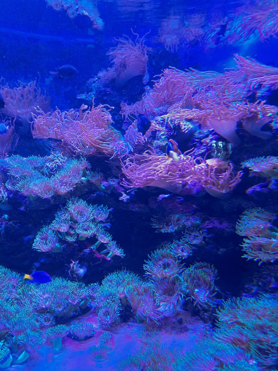 Ну не земная красота! Правильно, водная :)