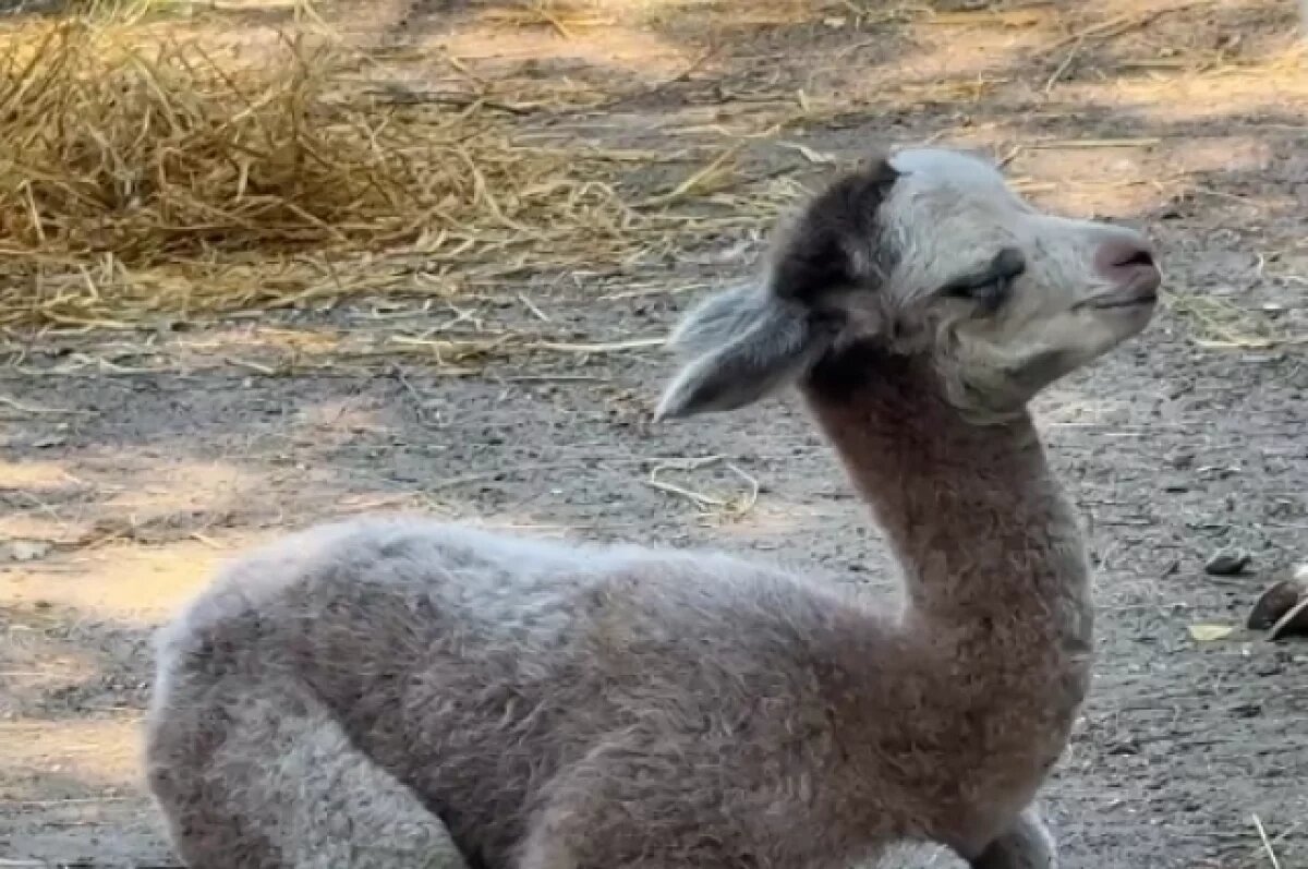    В Челябинском зоопарке у лам альпака Дуси и Еремея родился малыш
