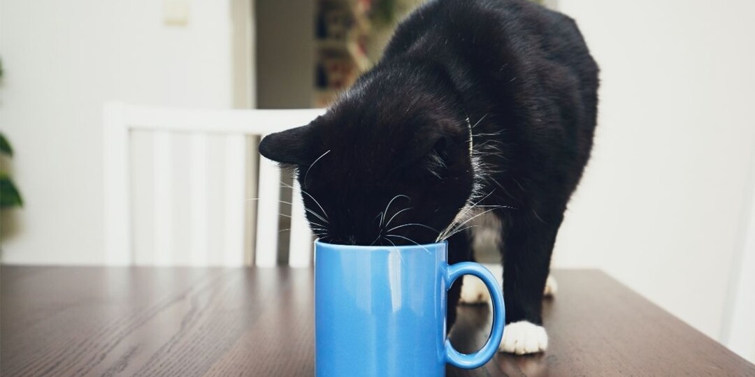 Почему кошка пьёт из вашей кружки, а не из миски — что на самом деле происходит