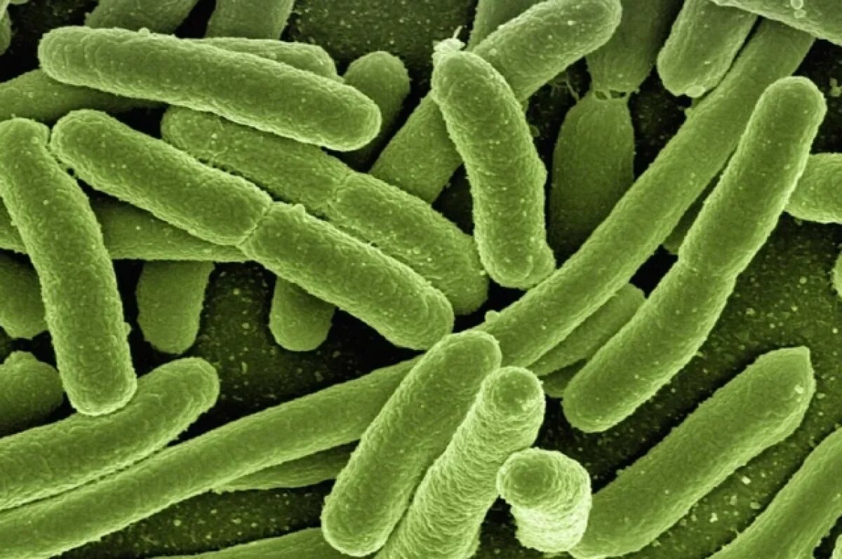    Опасный сыр с белой плесенью нашло Роскачество и предупредило волгоградцев