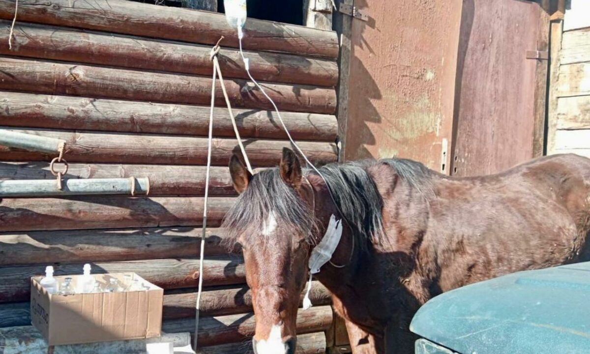    Фото t.me/police_sochi