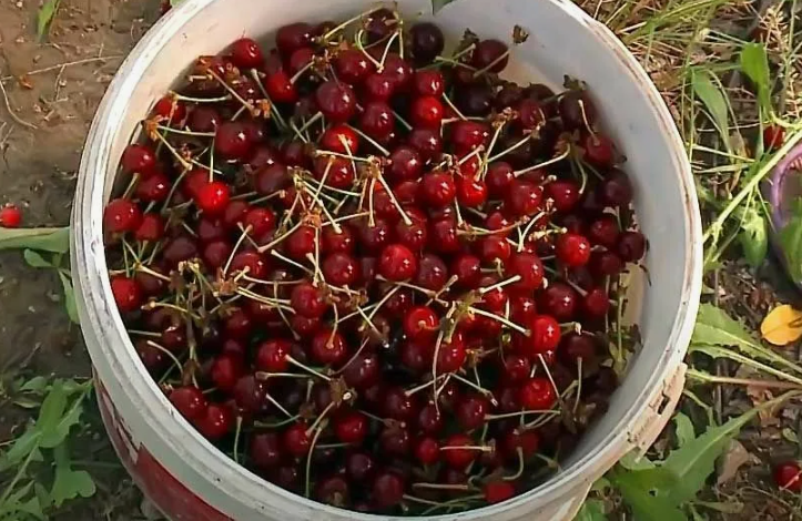 В этом году особенно удалась ранняя вишня