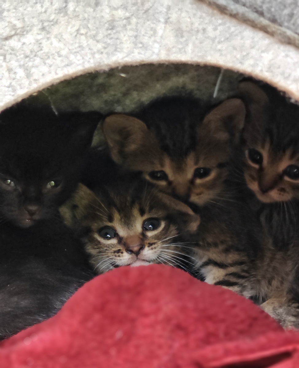 Чистые, без блох, здоровые нежные комочки размером с ладонь