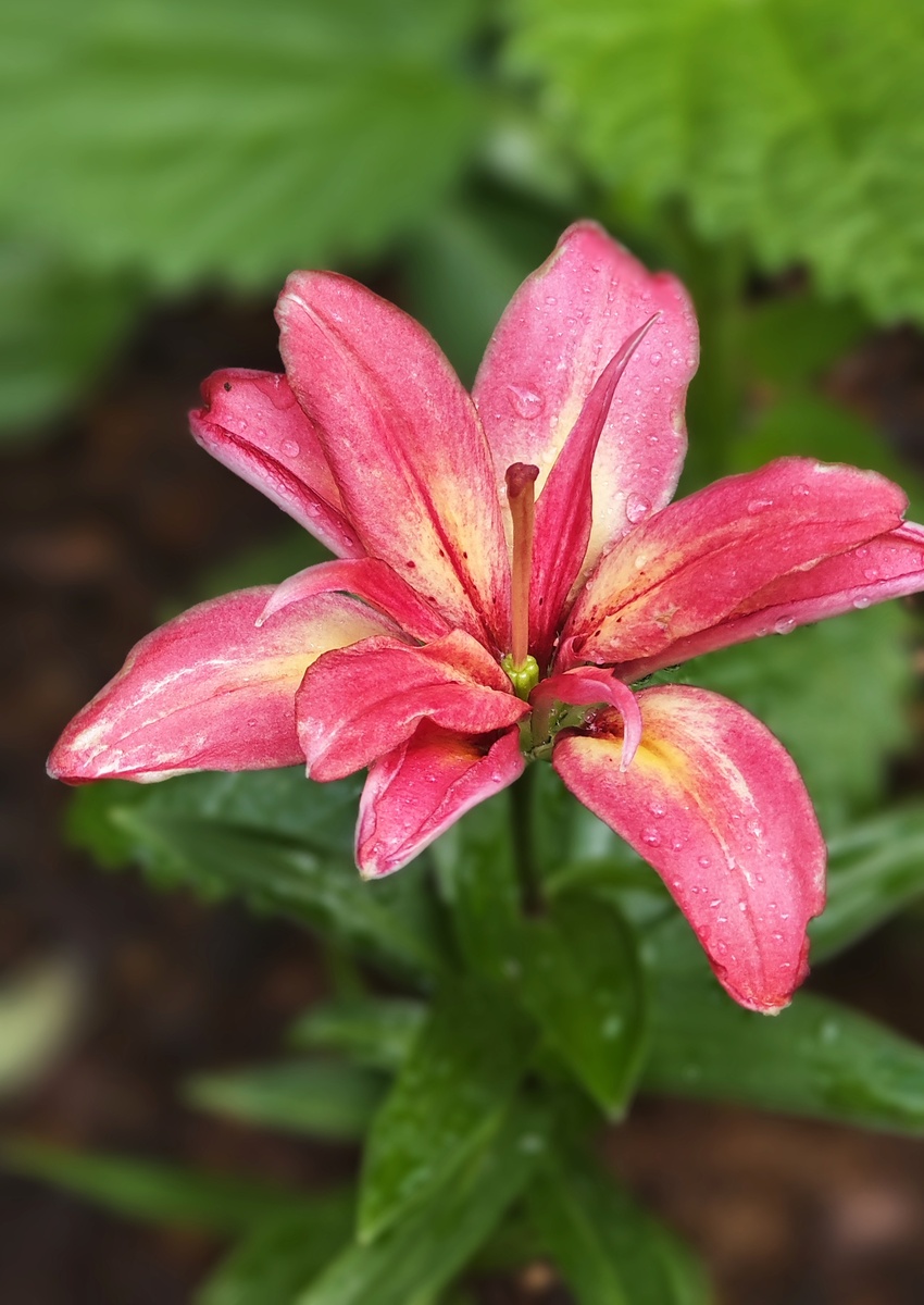 Лилия Азиатская Деликейт Джой