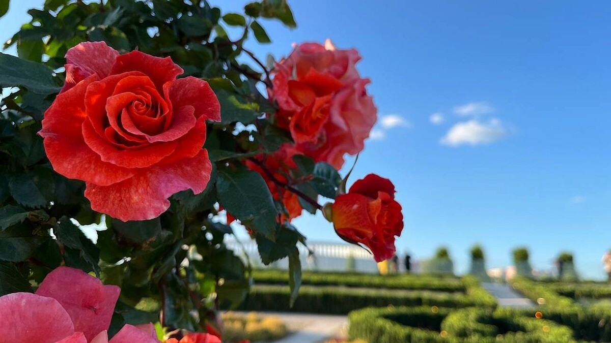    Фото: телеканал «Краснодар»