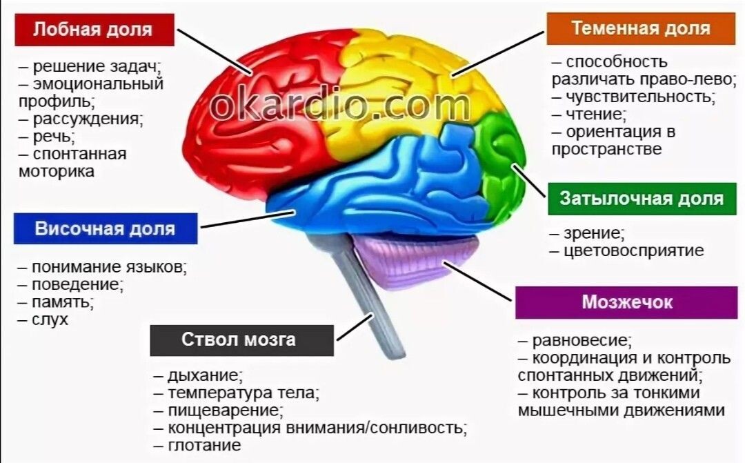 Схема частей мозга и их назначение