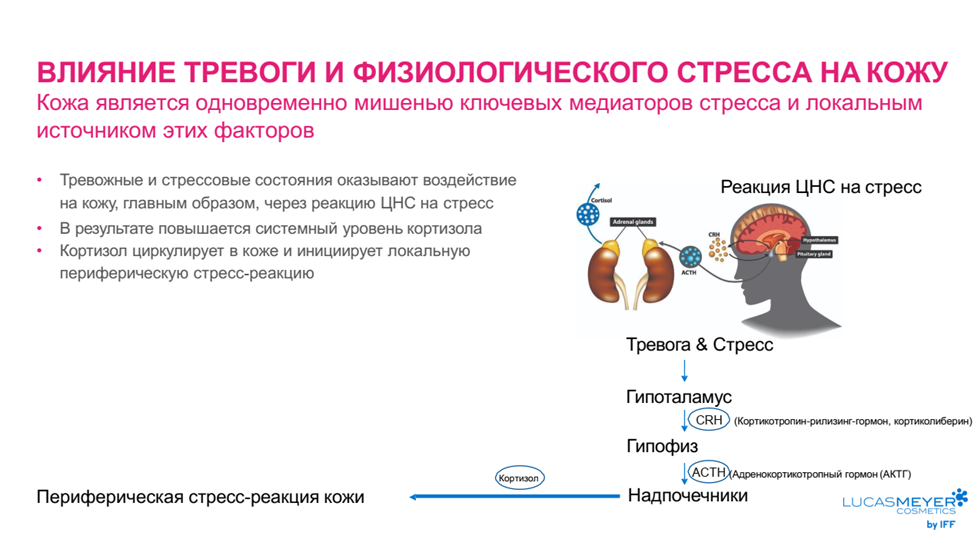 ВЛИЯНИЕ ТРЕВОГИ И ФИЗИОЛОГИЧЕСКОГО СТРЕССА НА КОЖУ