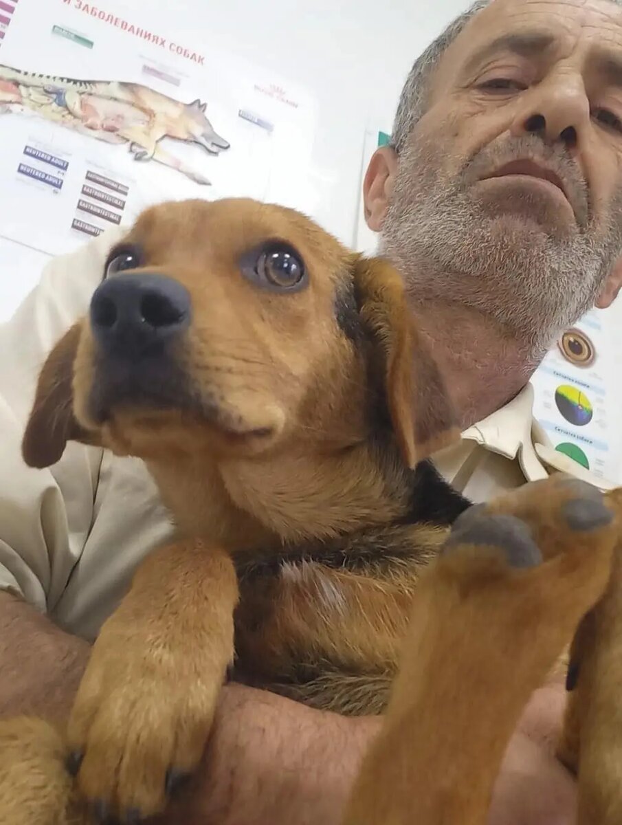    Фото: группа ветеринарная клиника «СОЛНЕЧНЫЙ ПЕС» Воронеж/«ВКонтакте»