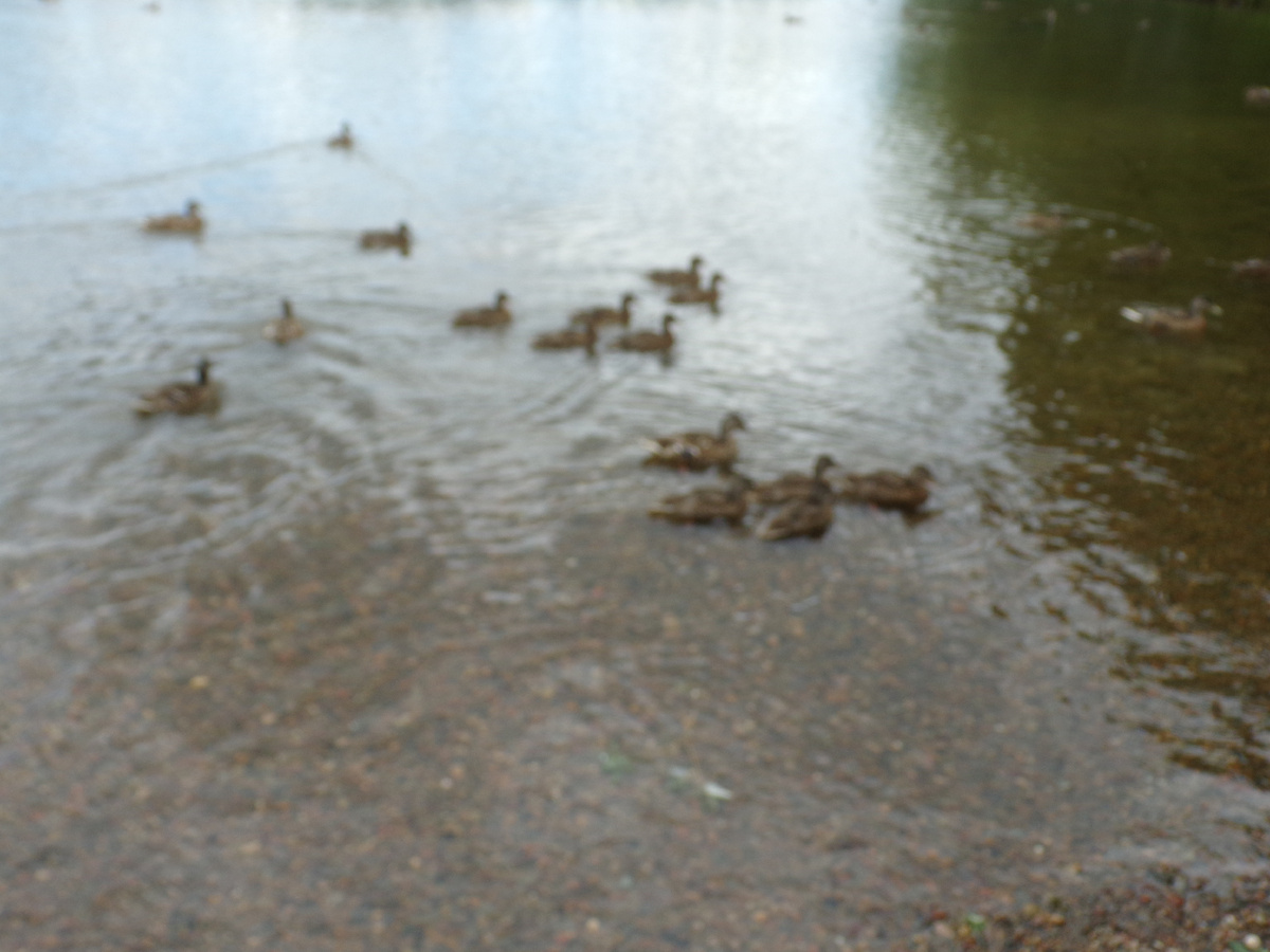 Утки на Енисее 