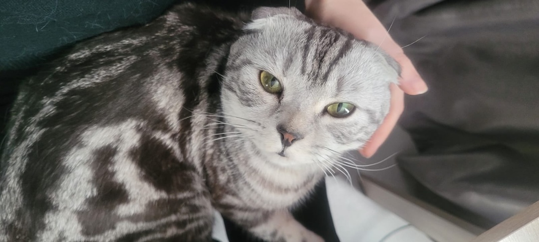 Зачем гладить кошек