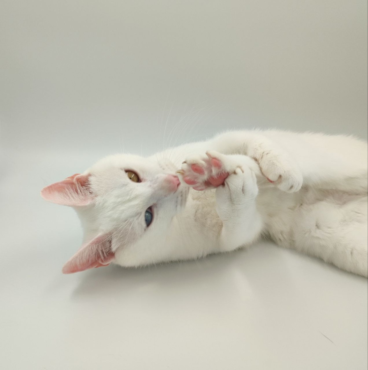 из коллекции питомника