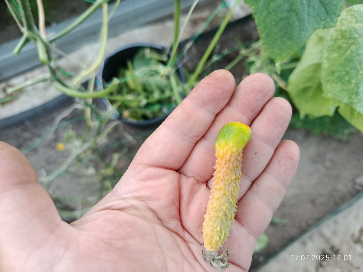 Такой на плети где листьев почти нет