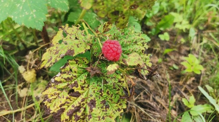 Сохнет малина - что делать во время плодоношения