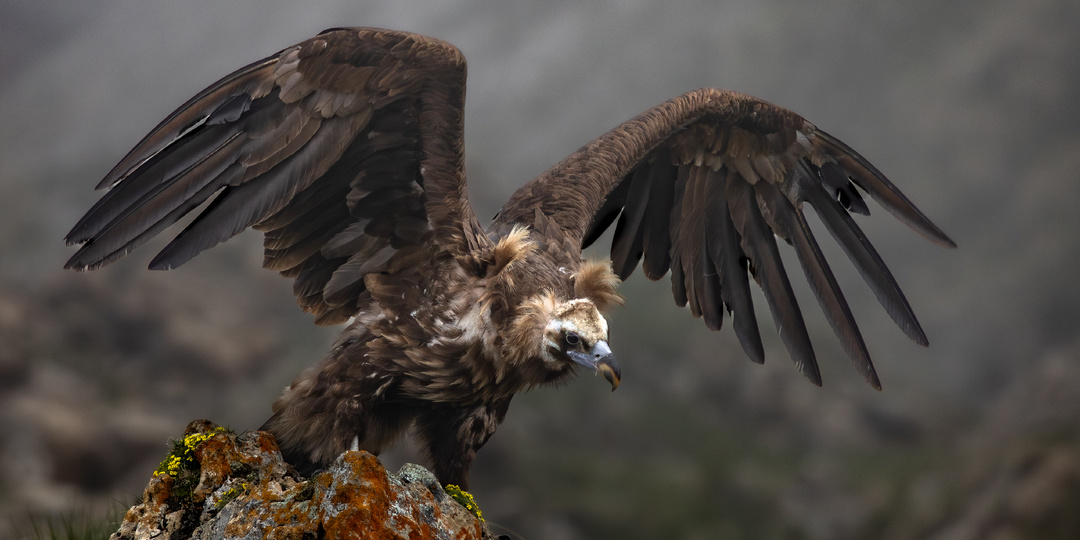 Птицы-падальщики. История кадра