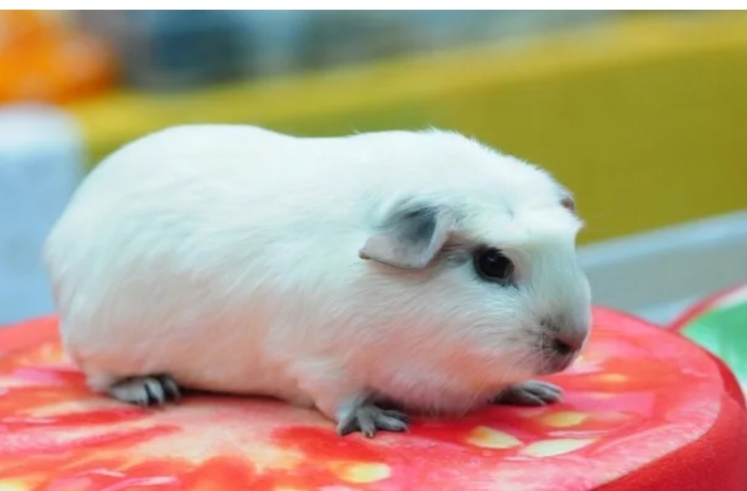 Эта порода настолько редкая, что нашлась только одна фотография. Автор: Морские свинки.